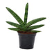 Sansevieria Skyline - 25 cm - ø10,5 - 123flora.nl