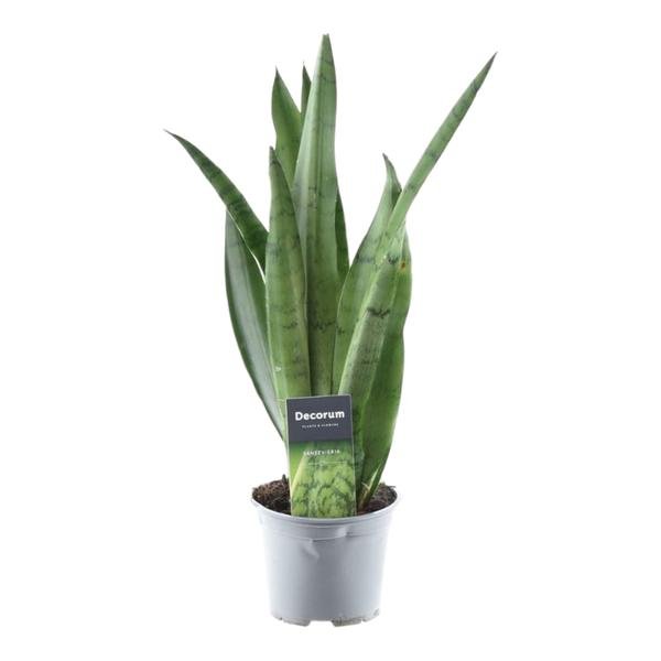 Sansevieria Spearmint - 45 cm - ø12 - 123flora.nl