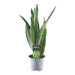 Sansevieria Spearmint - 45 cm - ø12 - 123flora.nl