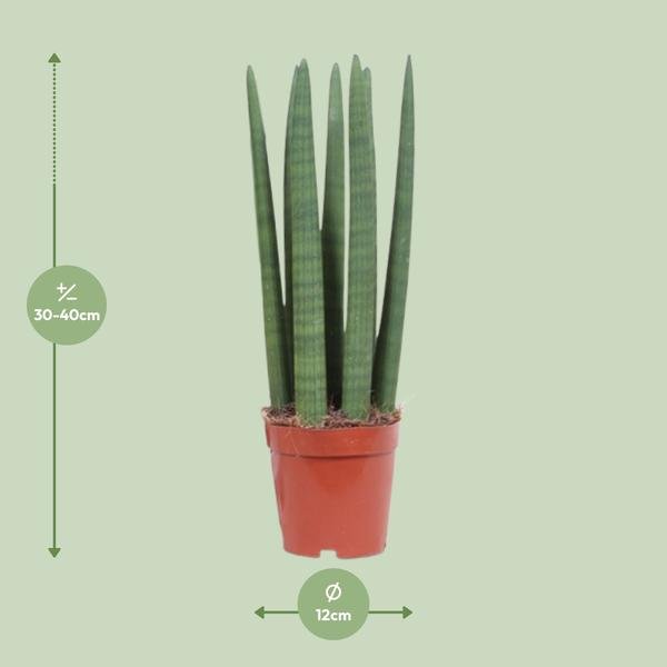 Sansevieria Straight - Ø12cm - ↕40cm - 123flora.nl