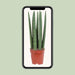 Sansevieria Straight - Ø12cm - ↕40cm - 123flora.nl