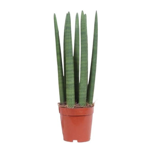 Sansevieria Straight - Ø12cm - ↕40cm - 123flora.nl