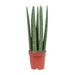 Sansevieria Straight - Ø12cm - ↕40cm - 123flora.nl