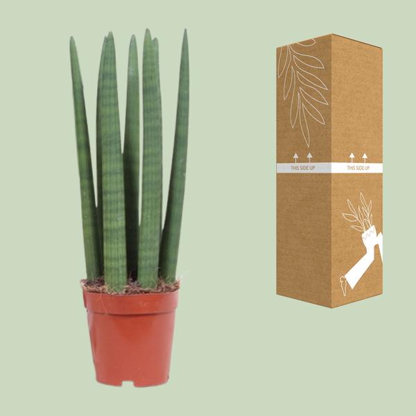 Sansevieria Straight - Ø12cm - ↕40cm - 123flora.nl