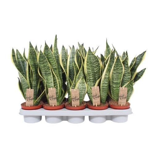 Sansevieria Superba - Ø12cm - ↕40cm - 123flora.nl