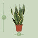 Sansevieria Trifasciata Futura Superba - Ø12cm - ↕40cm - 123flora.nl