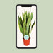 Sansevieria Trifasciata Laurentii - Ø14cm - ↕50cm - 123flora.nl