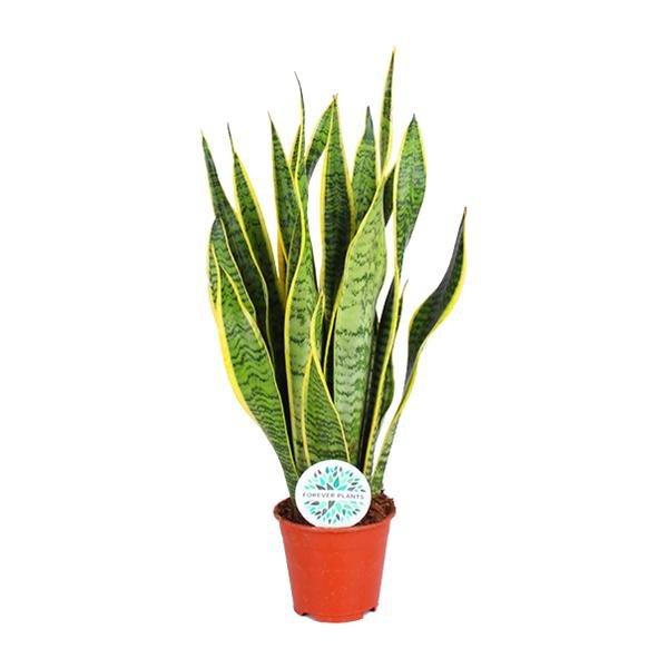 Sansevieria Trifasciata Laurentii - Ø14cm - ↕50cm - 123flora.nl