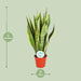 Sansevieria Trifasciata Laurentii - Ø14cm - ↕50cm - 123flora.nl