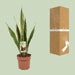 Sansevieria Trifasciata Laurentii - Ø17cm - ↕60cm - 123flora.nl