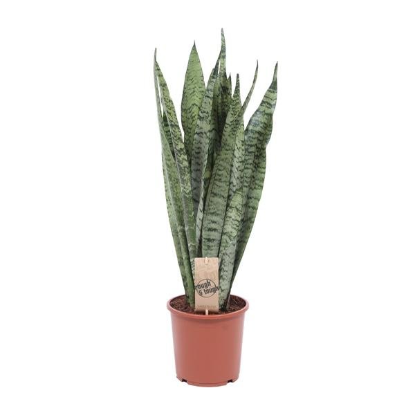 Sansevieria Zeylanica - Ø17cm - ↕70cm - 123flora.nl