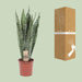 Sansevieria Zeylanica - Ø17cm - ↕70cm - 123flora.nl