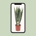 Sansevieria Zeylanica - Ø17cm - ↕70cm - 123flora.nl