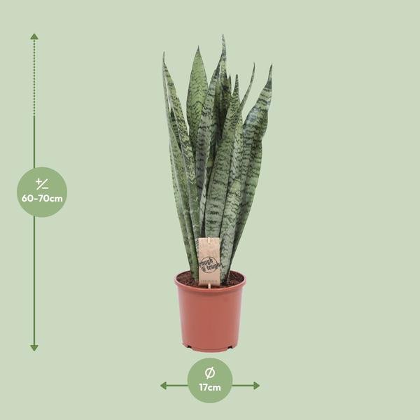 Sansevieria Zeylanica - Ø17cm - ↕70cm - 123flora.nl