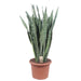 Sansevieria Zeylenica - 110 cm - ø35 - 123flora.nl