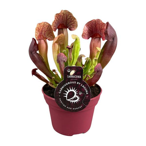 Sarracenia Catesbaei - Ø12cm - ↕23cm - 123flora.nl