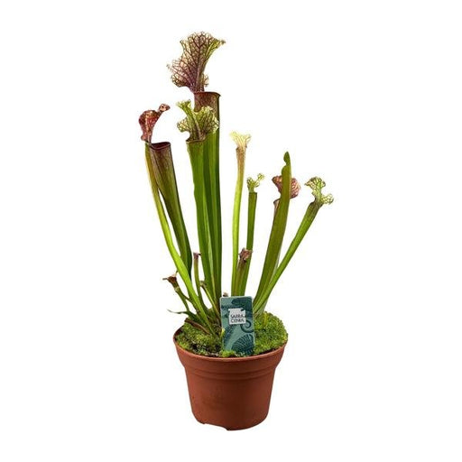 Sarracenia Judith Hindle - Ø12cm - ↕30cm - 123flora.nl