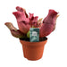 Sarracenia Maroon - Ø12 ↕23 - 123flora.nl