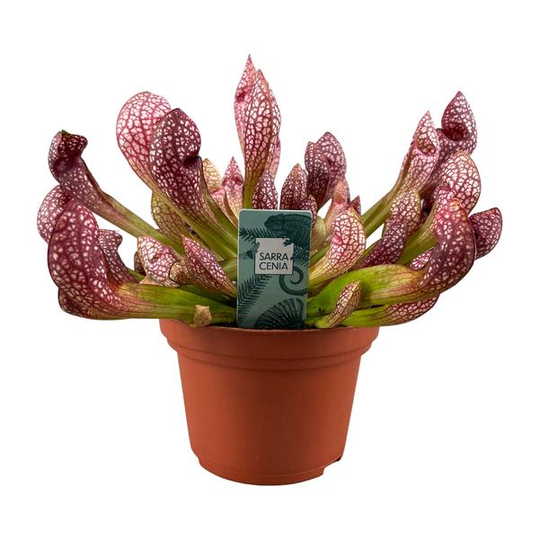 Sarracenia Scarlet Belle - Ø12cm - ↕40cm - 123flora.nl