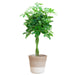 Schefflera Arab Nora met Mand Lissabon wit - 123flora.nl