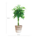 Schefflera Arab Nora met Mand Lissabon wit - 123flora.nl