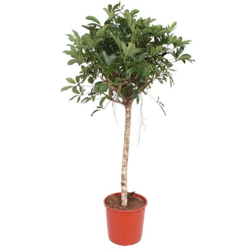 Schefflera Arboricola Compacta boom - 150 cm - ø34 - 123flora.nl