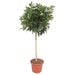 Schefflera Arboricola Compacta boom - 190 cm - ø45 - 123flora.nl