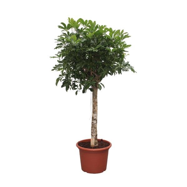 Schefflera Arboricola Compacta boom - 190 cm - ø45 - 123flora.nl