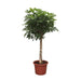 Schefflera Arboricola Compacta boom - 190 cm - ø45 - 123flora.nl