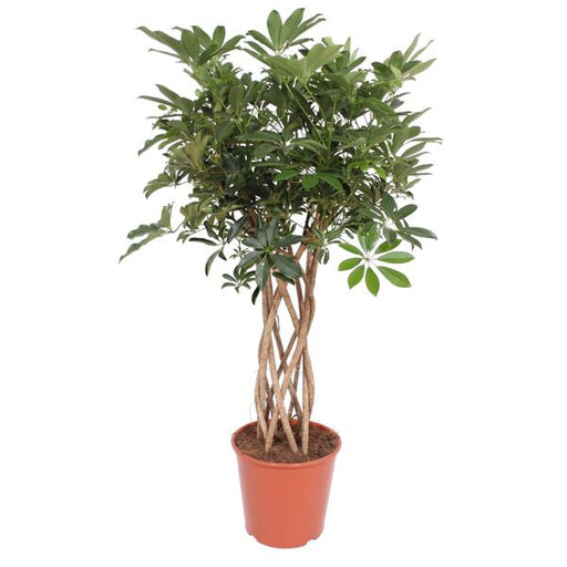 Schefflera Arboricola Compacta gevlochten stam - 140 cm - ø30 - 123flora.nl