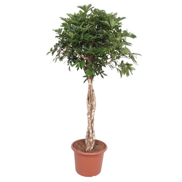 Schefflera Arboricola Compacta gevlochten stam - 180 cm - ø45 - 123flora.nl