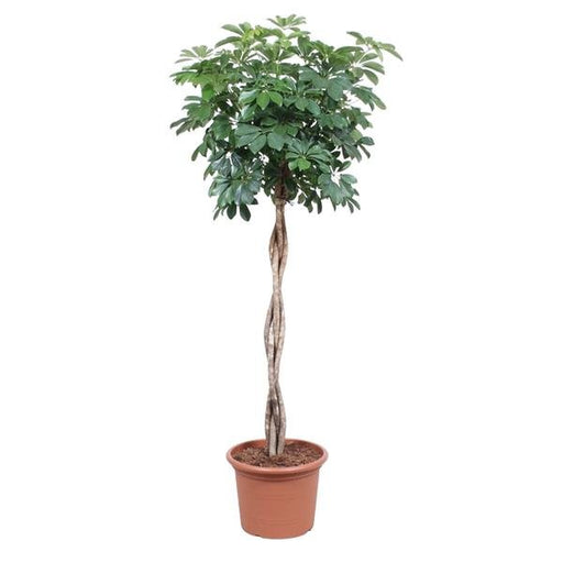 Schefflera Arboricola Compacta gevlochten stam - 190 cm - ø40 - 123flora.nl