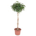 Schefflera Arboricola Compacta gevlochten stam - 200 cm - ø50 - 123flora.nl