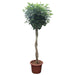 Schefflera Arboricola Compacta gevlochten stam - 250 cm - ø55 - 123flora.nl