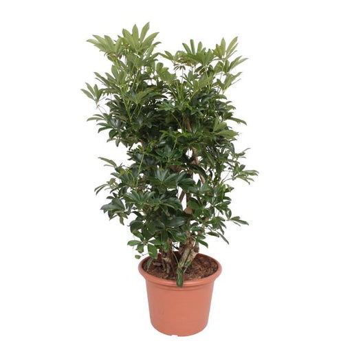 Schefflera Arboricola Compacta vertakt - 140 cm - ø40 - 123flora.nl