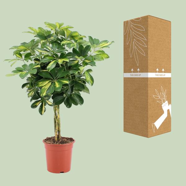 Schefflera Arboricola Gold Capella - Ø19cm - ↕75cm - 123flora.nl