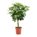 Schefflera Arboricola Gold Capella - Ø19cm - ↕75cm - 123flora.nl