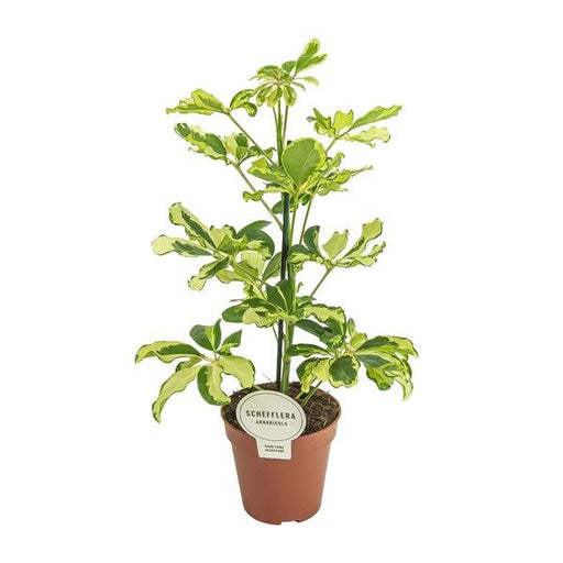 Schefflera Charlotte - Ø13cm - ↕45cm - 123flora.nl