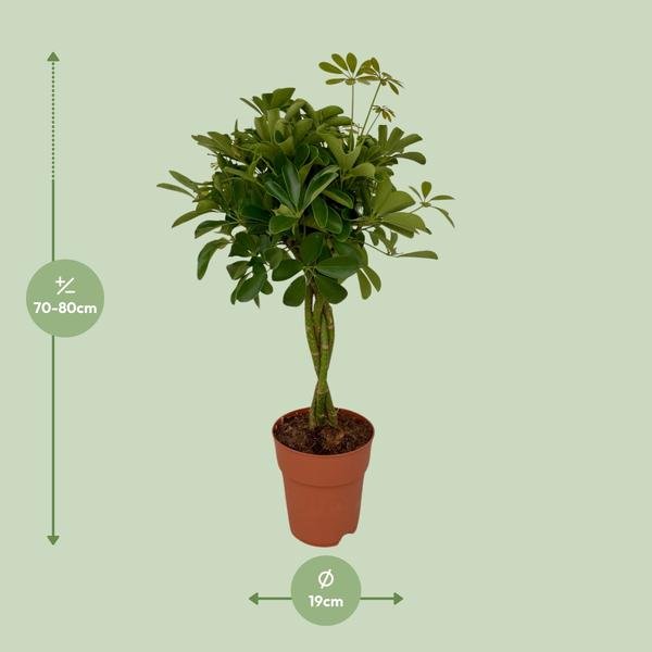 Schefflera Compacta - Ø19 ↕80 - 123flora.nl