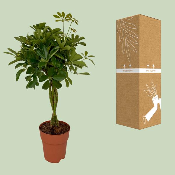 Schefflera Compacta - Ø19 ↕80 - 123flora.nl