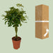 Schefflera Compacta - Ø19 ↕80 - 123flora.nl