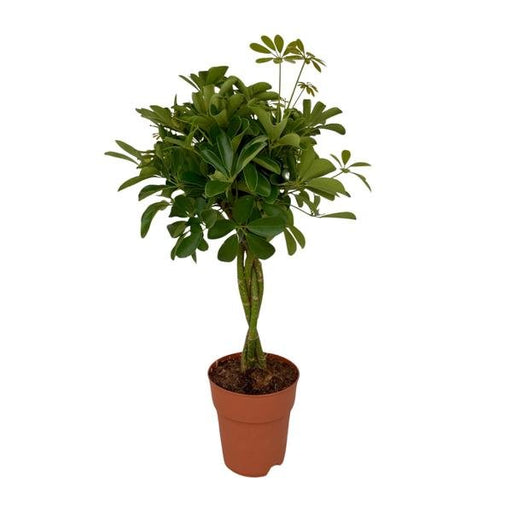 Schefflera Compacta - Ø19 ↕80 - 123flora.nl