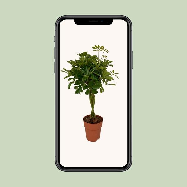 Schefflera Compacta - Ø19 ↕80 - 123flora.nl