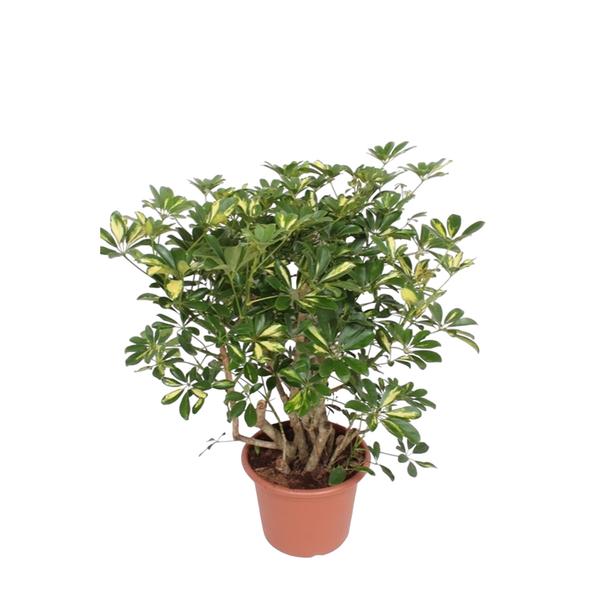 Schefflera Gold Capella vertakt - 130 cm - ø40 - 123flora.nl