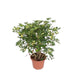 Schefflera Gold Capella vertakt - 130 cm - ø40 - 123flora.nl