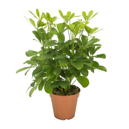 Schefflera Nora - Ø13cm - ↕35cm - 123flora.nl