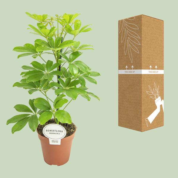 Schefflera Nora - Ø13cm - ↕45cm - 123flora.nl