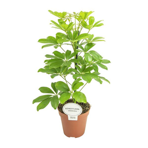 Schefflera Nora - Ø13cm - ↕45cm - 123flora.nl