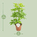 Schefflera Nora - Ø13cm - ↕45cm - 123flora.nl