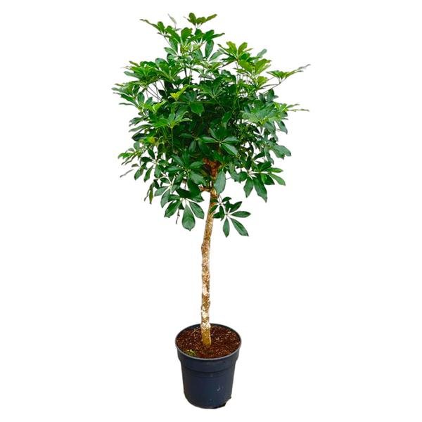 Schefflera op stam - 180cm - ø34 - 123flora.nl